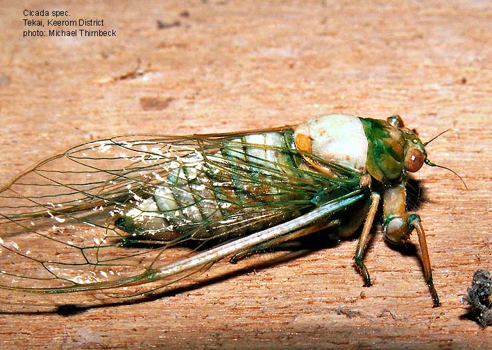 Pipda Insect Papua Insects Foundation (Hemiptera/Cicadidae & Tibicinidae)